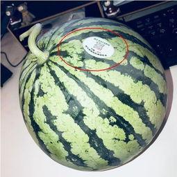 吃瓜网红吃瓜,揭秘娱乐圈幕后真相